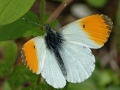 Orange-Tip male