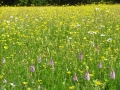 Stubbs Green meadow at its best!