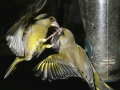Greenfinch aggression copy