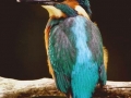 kingfisher copy