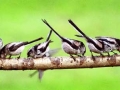 longtailed tits