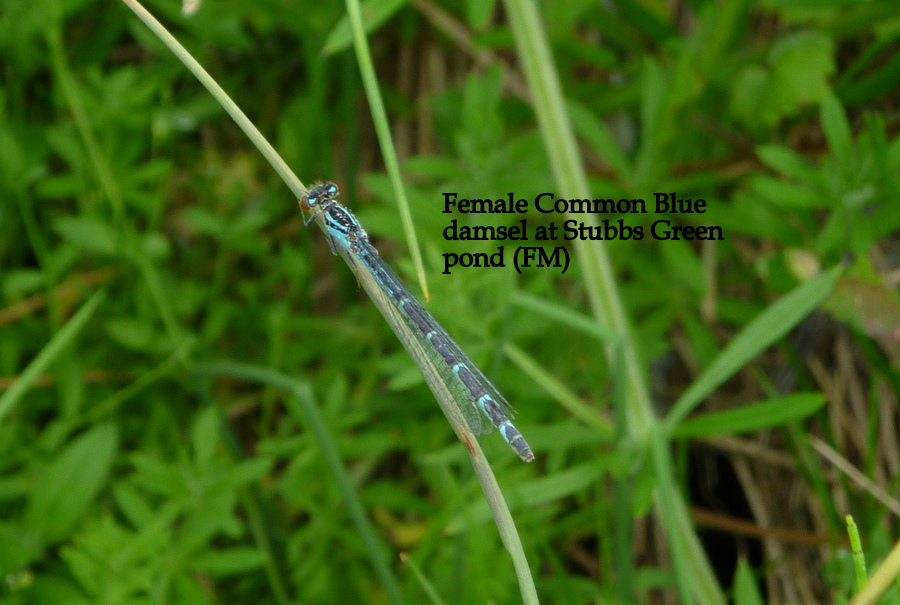 Female Common Blue Damselfly Shotesham Common